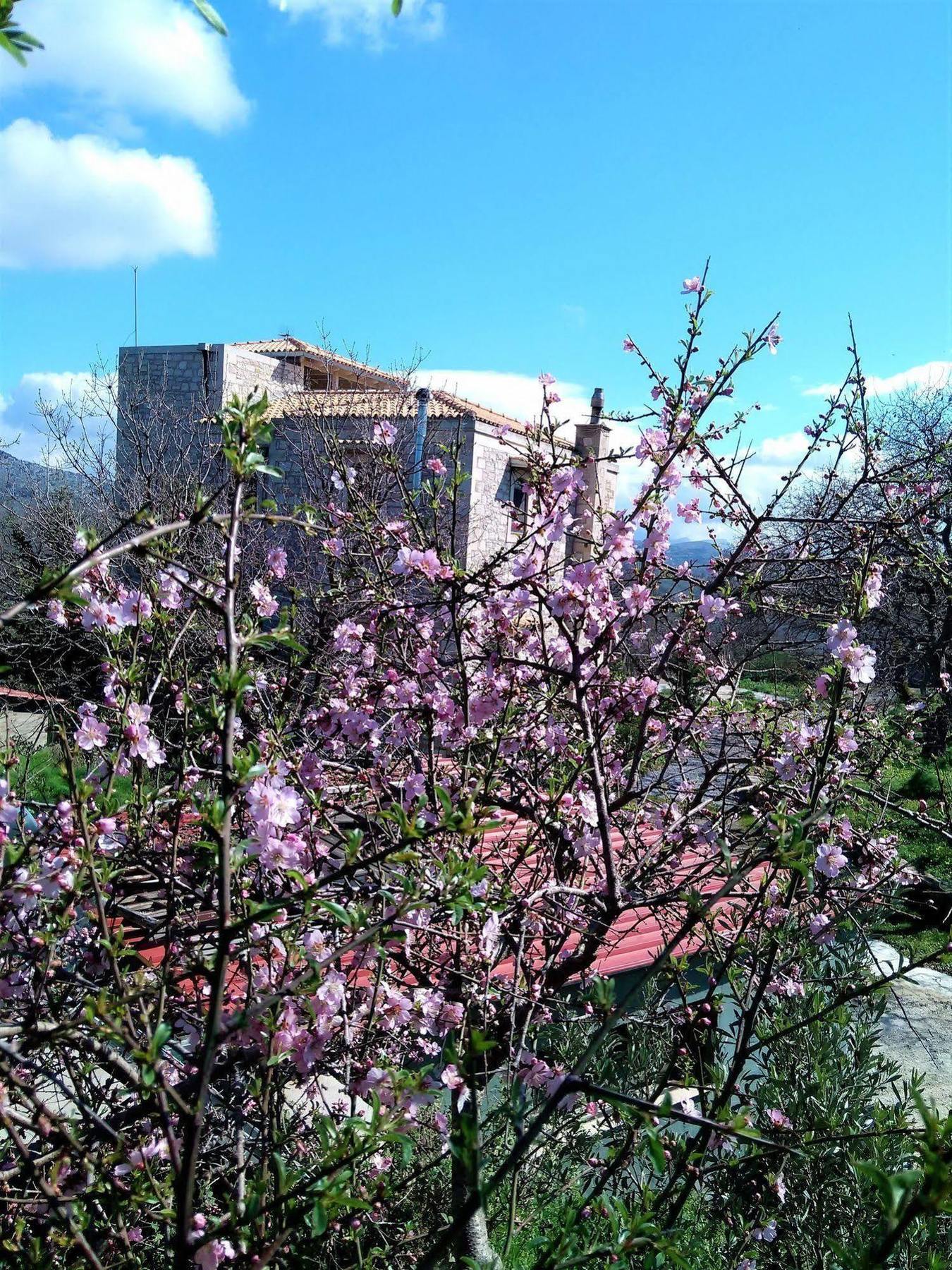 Villa Ermis - The Cretan Castello Kástellos Dış mekan fotoğraf